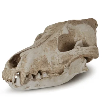 Украшение из черепа из смолы, череп шакала, реквизит для Хэллоуина, череп Канадского волка, образец черепа Изображение